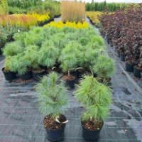 Сосна Гімалайська 50см.  С8 (50 Л)